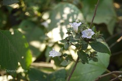 Thelepaepale ixiocephala